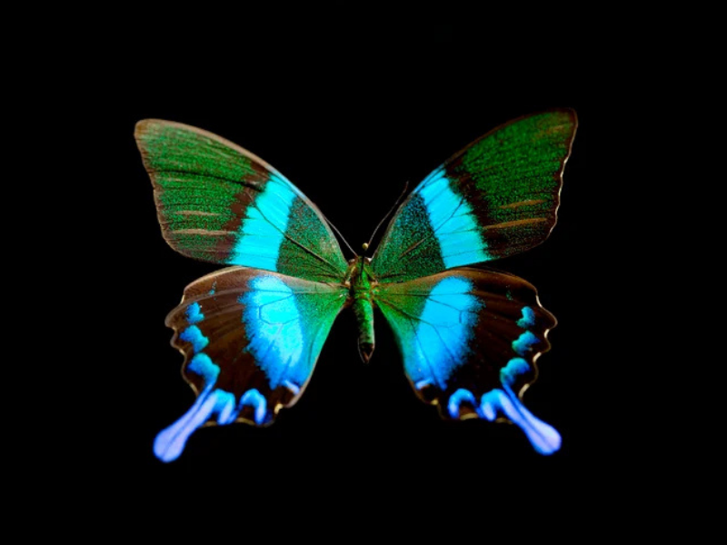 IDF landing page report images (2)